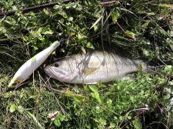 山形県鶴岡・酒田の釣りバカ日記　　Fishing Fool Diary-NCM_0170.JPG