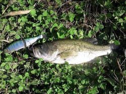 山形県鶴岡・酒田の釣りバカ日記　　Fishing Fool Diary-1320377544533.jpg