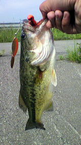 山形県鶴岡・酒田の釣りバカ日記　　Fishing Fool Diary