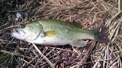 山形県鶴岡・酒田の釣りバカ日記　　Fishing Fool Diary