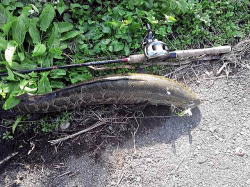 山形県鶴岡・酒田の釣りバカ日記　　Fishing Fool Diary-NCM_0173.JPG