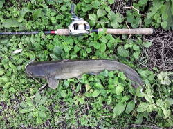 山形県鶴岡・酒田の釣りバカ日記　　Fishing Fool Diary-NCM_0174.JPG